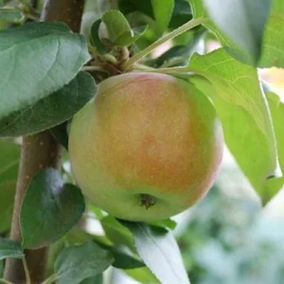 Яблоня ПОДСНЕЖНИК стелющаяся  Яблоня ПОДСНЕЖНИК стелющаяся в Мичуринске