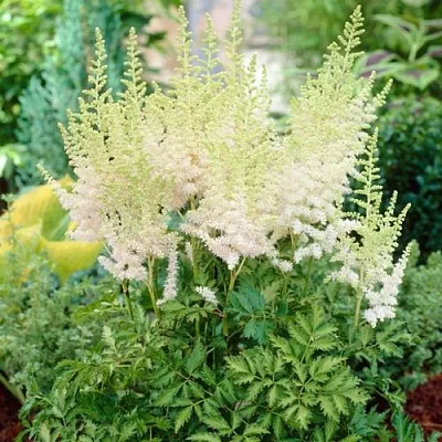 Астильба МИЛК ЭНД ХАНИ китайская  Астильба МИЛК ЭНД ХАНИ китайская в Мичуринске