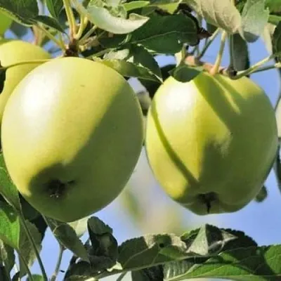 Яблоня САХАРНАЯ  Яблоня САХАРНАЯ в Мичуринске