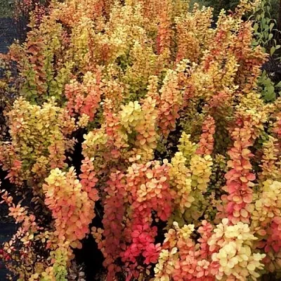 Барбарис САММЕР САНСЕТ тунберга  Барбарис САММЕР САНСЕТ тунберга в Мичуринске