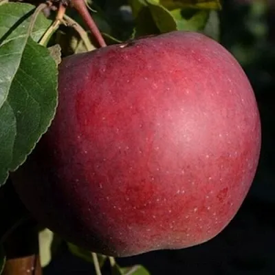 Яблоня БЕЛОРУССКОЕ СЛАДКОЕ в Мичуринске