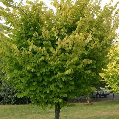 Вяз обыкновенный в Мичуринске