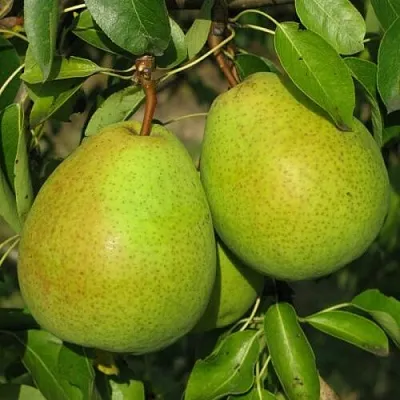 Груша НАЙТ-ВЕРТ колонновидная в Мичуринске