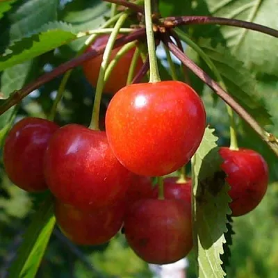 Черешня ФАТЕЖ  Черешня ФАТЕЖ в Мичуринске