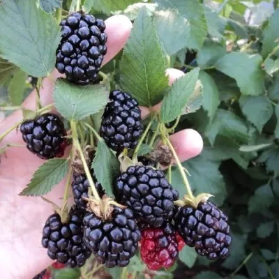 Ежевика ОУАЧИТА бесшипная — описание сорта Ежевика ОУАЧИТА бесшипная в Мичуринске