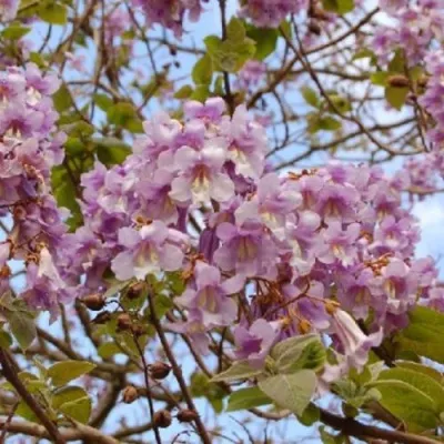 Павлония ПАО ТОГН Z07 — описание сорта Павлония ПАО ТОГН Z07 в Мичуринске