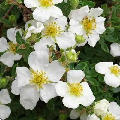 Лапчатка ТИЛФОРД КРИМ кустарниковая в Мичуринске