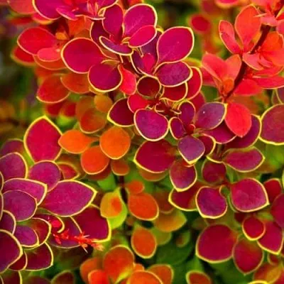 Барбарис ОРАНЖ САНРАЙЗ тунберга  Барбарис ОРАНЖ САНРАЙЗ тунберга в Мичуринске