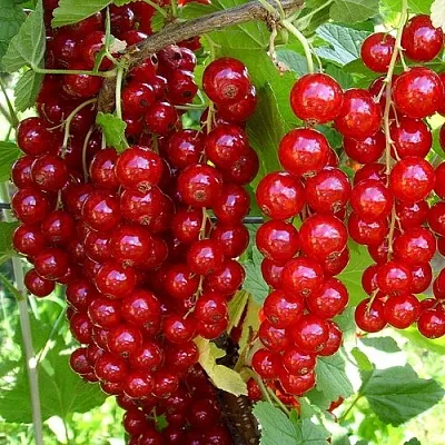 Смородина красная ЙОНКЕР ВАН ТЕТС в Мичуринске