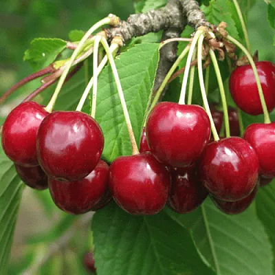 Черешня ГРОНКОВАЯ  Черешня ГРОНКОВАЯ в Мичуринске