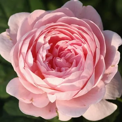 Саженцы роз КУИН ОФ СУИДЕН английская  Саженцы роз КУИН ОФ СУИДЕН английская в Мичуринске