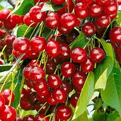 Вишня БРУСНИЦЫНА степная  Вишня БРУСНИЦЫНА степная в Мичуринске