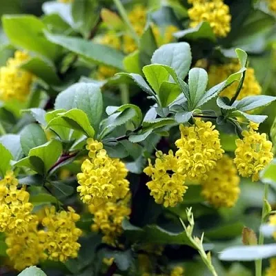 Барбарис корейский  Барбарис корейский в Мичуринске