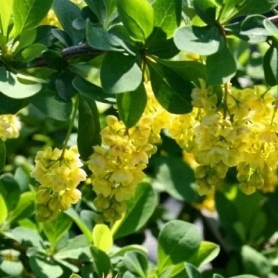 Барбарис ИНДИАН САММЕР   Барбарис ИНДИАН САММЕР  в Мичуринске