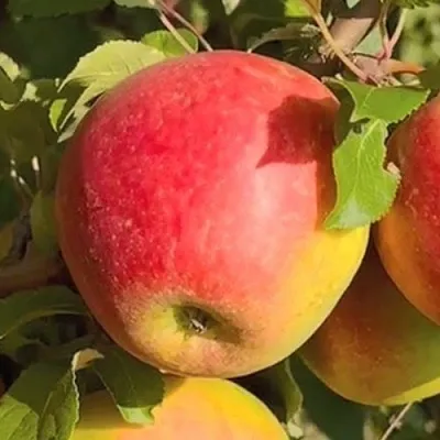 Яблоня САКАВИТА в Мичуринске