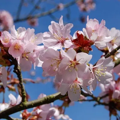 Вишня РАНЧО САРЖЕНТА  Вишня РАНЧО САРЖЕНТА в Мичуринске