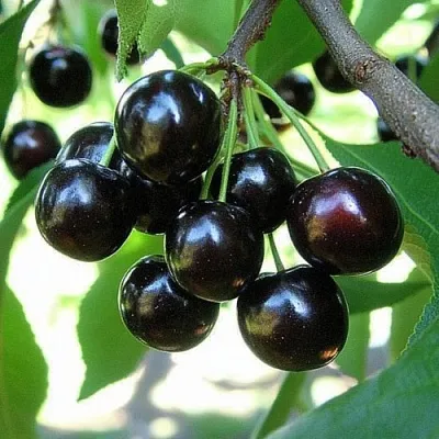 Вишня РОССОШАНСКАЯ ЧЕРНАЯ в Мичуринске