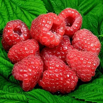 Саженцы малины оптом в Мичуринске