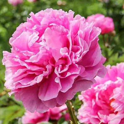 Пион АЛЕКСАНДР ФЛЕМИНГ травянистый  Пион АЛЕКСАНДР ФЛЕМИНГ травянистый в Мичуринске