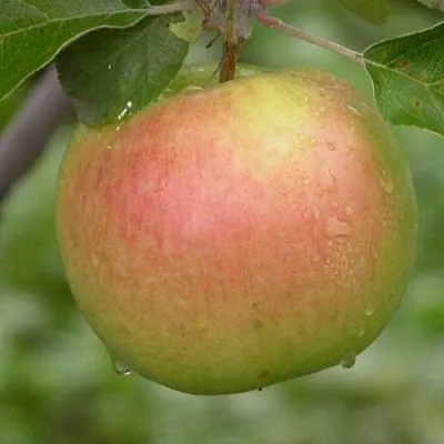 Яблоня БРЯНСКОЕ ЗОЛОТИСТОЕ  Яблоня БРЯНСКОЕ ЗОЛОТИСТОЕ в Мичуринске