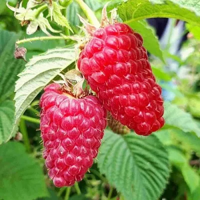 Малина ПШЕХИБА  Малина ПШЕХИБА в Мичуринске