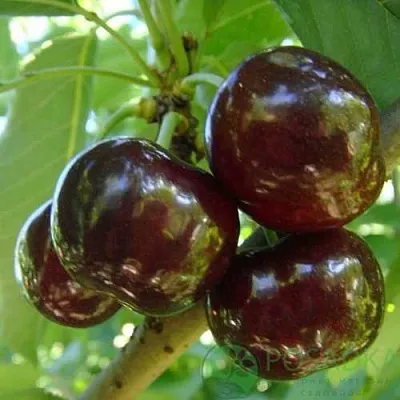 Черешня СВИТХАРТ  Черешня СВИТХАРТ в Мичуринске