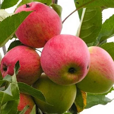 Яблоня МЕЧТА в Мичуринске