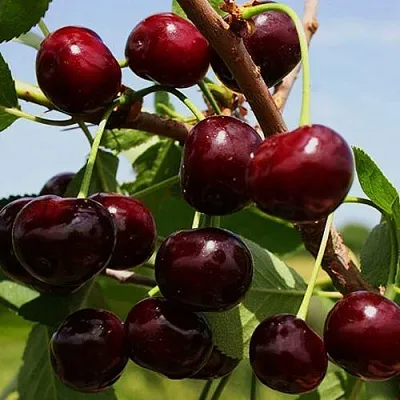 Вишня РОВЕСНИЦА  Вишня РОВЕСНИЦА в Мичуринске