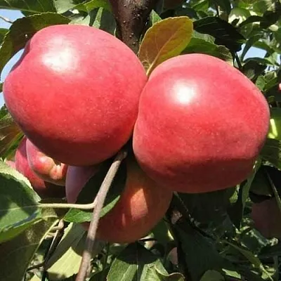 Яблоня ЗАСЛАВСКОЕ в Мичуринске