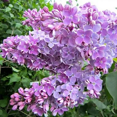 Сирень ОЛЯ в Мичуринске