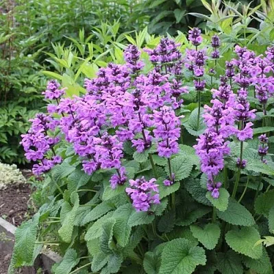 Буквица крупноцветковая  Буквица крупноцветковая в Мичуринске