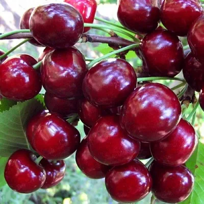 Вишня ЖУКОВСКАЯ  Вишня ЖУКОВСКАЯ в Мичуринске