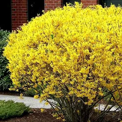 Форзиция ЛИНВУД  Форзиция ЛИНВУД в Мичуринске