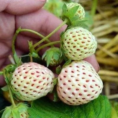 Клубника АНАНАСА ремонтантная — описание сорта Клубника АНАНАСА ремонтантная в Мичуринске