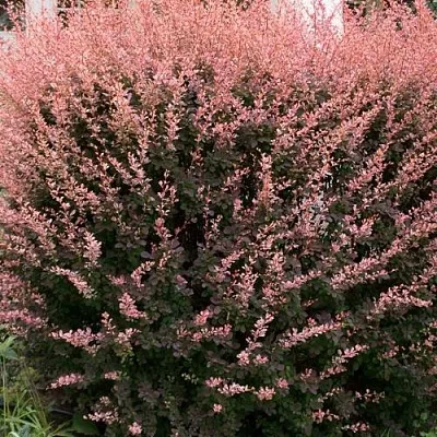 Барбарис РОУЗ ГЛОУ тунберга  Барбарис РОУЗ ГЛОУ тунберга в Мичуринске