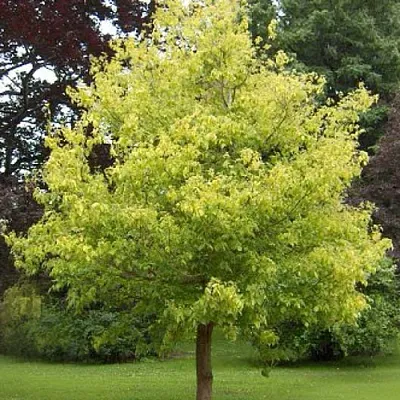 Клен ясенелистный в Мичуринске