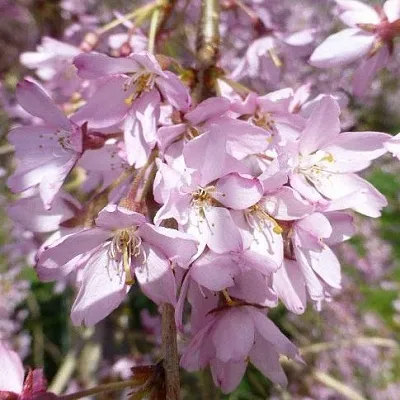 Сакура ПЕНДУЛА РУБРА  Сакура ПЕНДУЛА РУБРА в Мичуринске