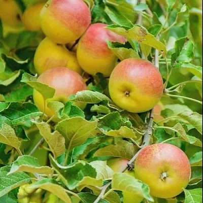 Яблоня ПАМЯТЬ БЛЫНСКОГО колонновидная  Яблоня ПАМЯТЬ БЛЫНСКОГО колонновидная в Мичуринске