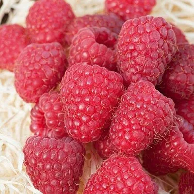 Малина МАРАСТАР  Малина МАРАСТАР в Мичуринске