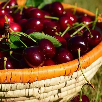 Вишня НЕСВИЖСКАЯ  Вишня НЕСВИЖСКАЯ в Мичуринске