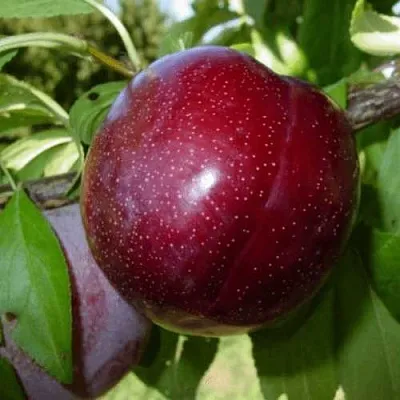 ШАРАФУГА в Мичуринске