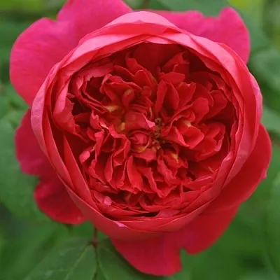 Саженцы роз БЕНДЖАМИН БРИТТЕН шраб  Саженцы роз БЕНДЖАМИН БРИТТЕН шраб в Мичуринске