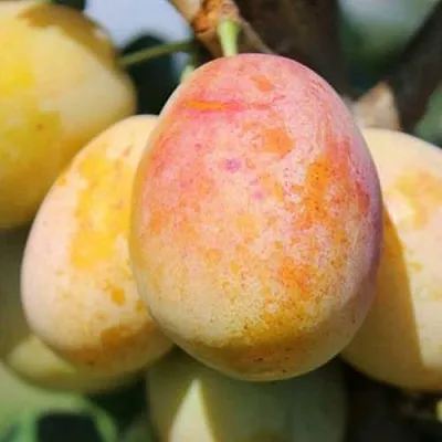 АПРИМИРА в Мичуринске