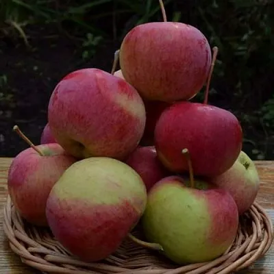 Яблоня РОДНИКОВАЯ  Яблоня РОДНИКОВАЯ в Мичуринске