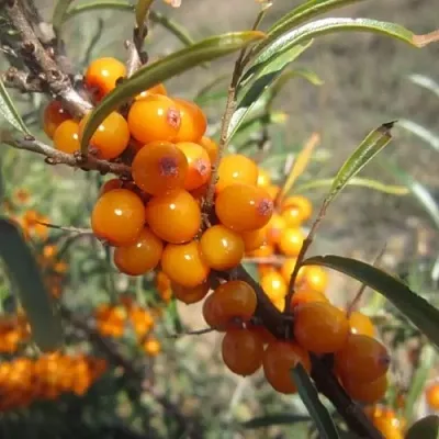 Облепиха СУДАРУШКА  Облепиха СУДАРУШКА в Мичуринске