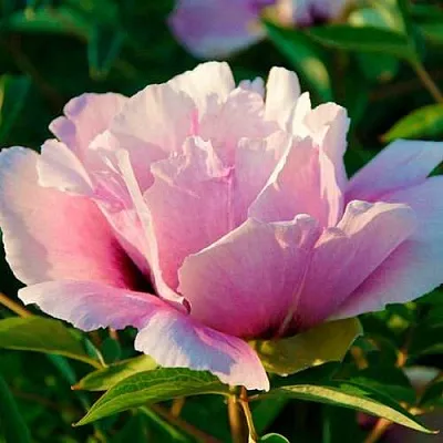 Пион ВРАТА ХРАМА древовидный   Пион ВРАТА ХРАМА древовидный  в Мичуринске