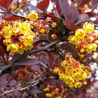 Барбарис СУПЕРБА оттавский   Барбарис СУПЕРБА оттавский  в Мичуринске