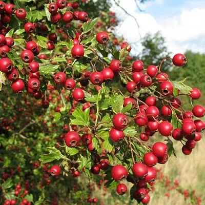 Боярышник ЗБИГНЕВ  Боярышник ЗБИГНЕВ в Мичуринске