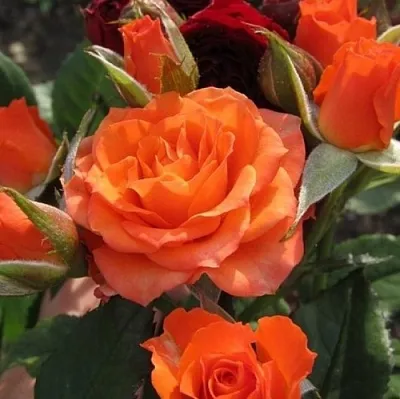 Саженцы роз АЛЕГРИЯ спрей  Саженцы роз АЛЕГРИЯ спрей в Мичуринске