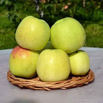 Яблоня БИРСКОЕ ГРУШЕВОЕ (БИЧИК)  Яблоня БИРСКОЕ ГРУШЕВОЕ (БИЧИК) в Мичуринске
